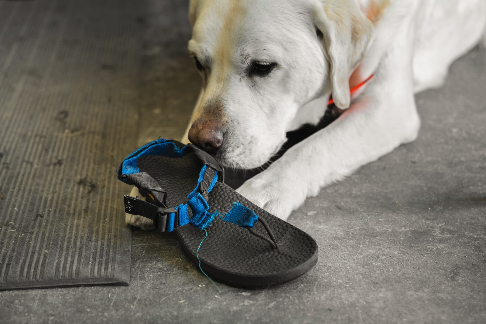 Dog sniffing a sandal with torn blue straps